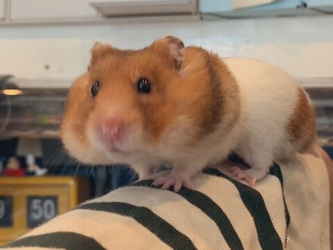 ほっぺたパンパンに膨らんでる