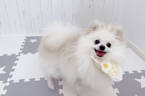 目玉焼きのエプロンつけてる