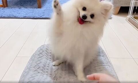 右前足を大きく振り上げる