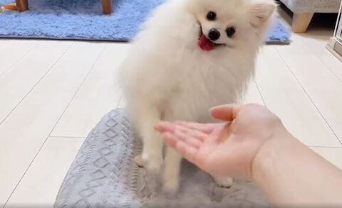 両前足ブレてる