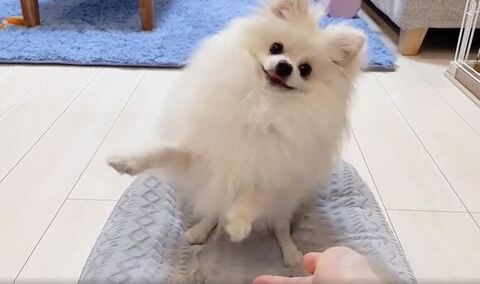 2足立ちに近い体勢