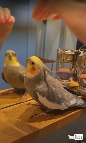 身体を縮めるオカメインコ