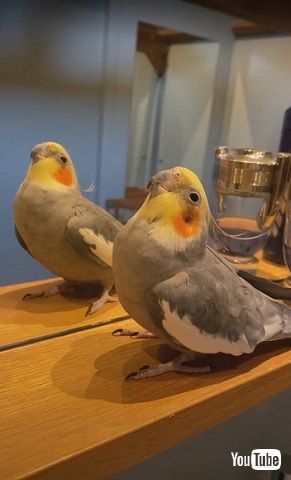 上空を見上げるオカメインコ