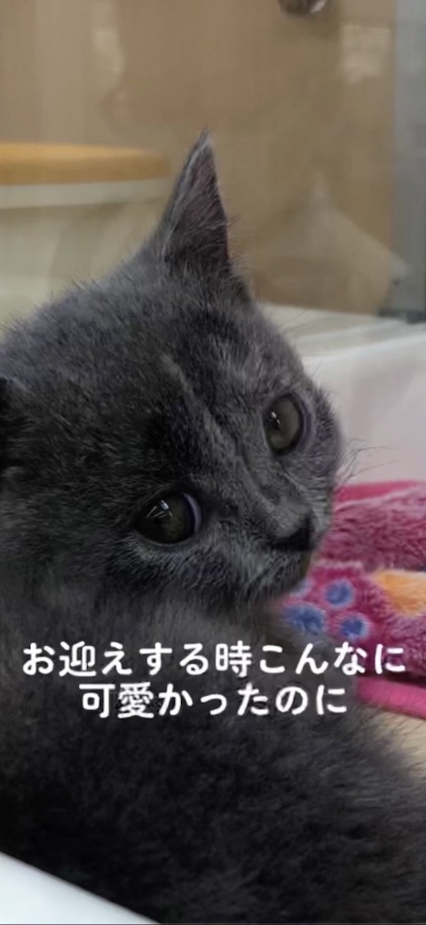 かわいい子猫