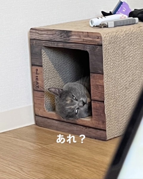 白目をむいて寝る猫