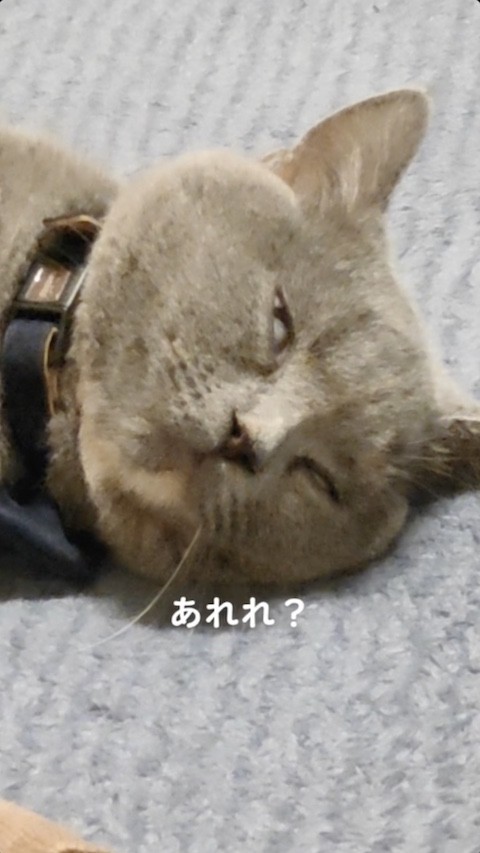白目をむいて寝る猫2