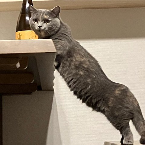 身体を伸ばす猫