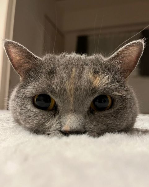 猫のかわいい顔