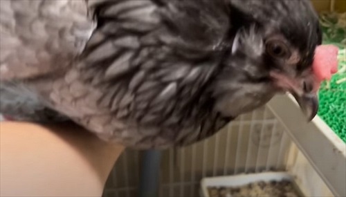 飼い主の腕につかまるニワトリ