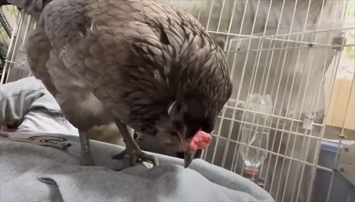 飼い主のおなかにのるニワトリ
