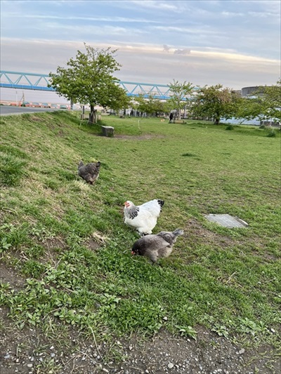 懐きすぎたニワトリ