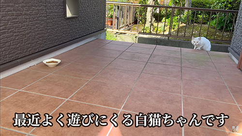 よく遊びに来るシロちゃん