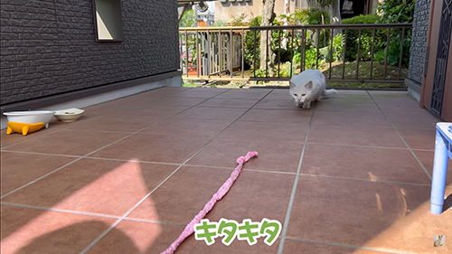 ひもとシロちゃん