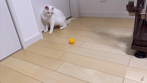 ボールを見るリリーちゃん