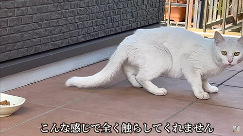 逃げるシロちゃん