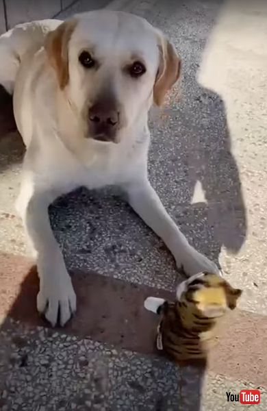 おもちゃに困惑する犬