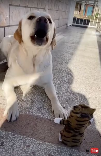 おもちゃに吠える犬