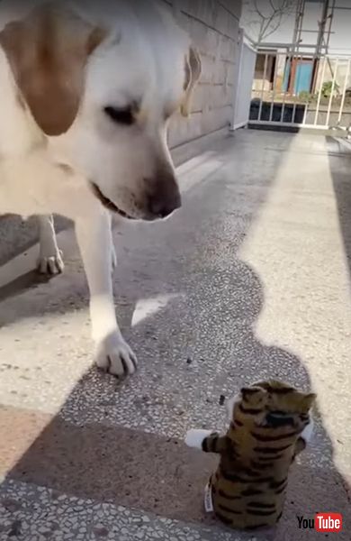 どうすればいいのかわからない犬