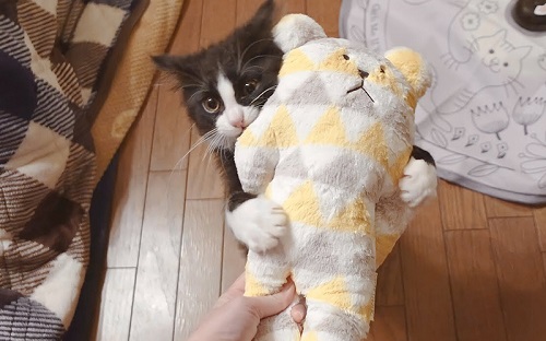 クマのぬいぐるみ