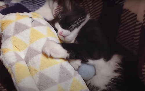 スヤスヤ寝る猫
