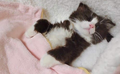 布団で寝る猫