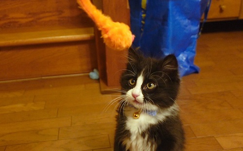 真剣な顔で狙いをさだめる猫