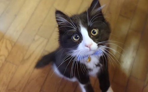 おねだり