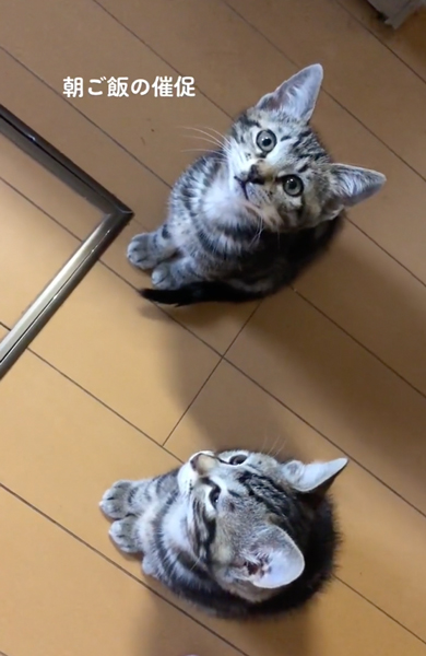 ごはんを待つ猫