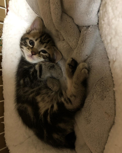 おねむなニャンコ