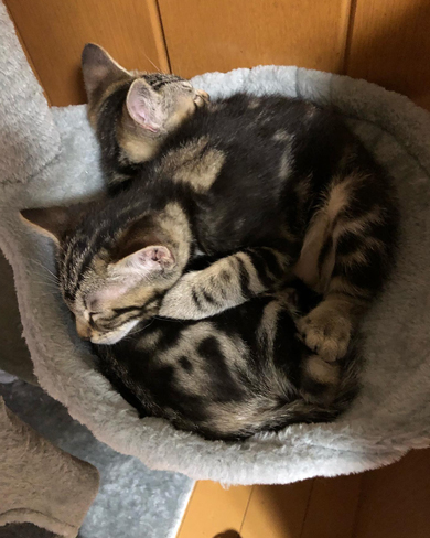 ハグして寝る2匹