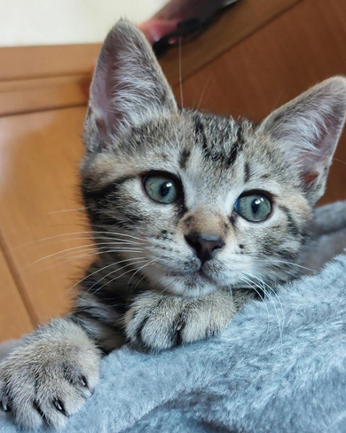 ニャンコのアップ