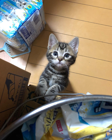 みつめてくるニャンコ