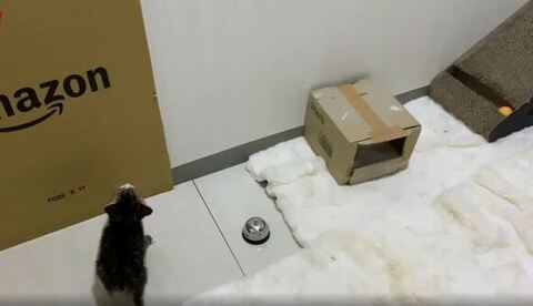 上を見上げる子猫