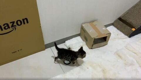 お腹の下に呼び鈴