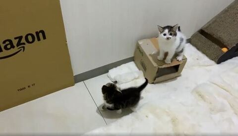 白ブチ柄の子こっち見てる