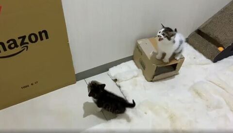 白ブチの子鳴いてる