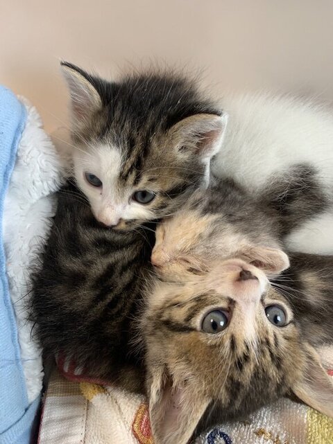 子猫3匹