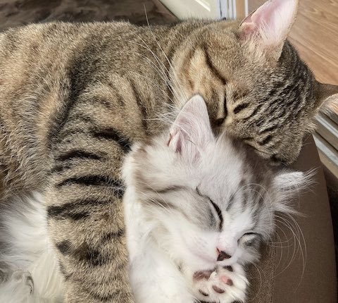 後ろから抱きしめる猫を拡大