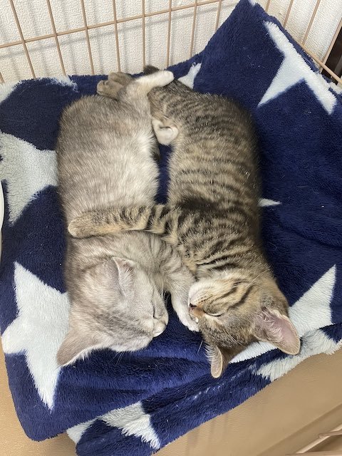 抱きしめ合う猫