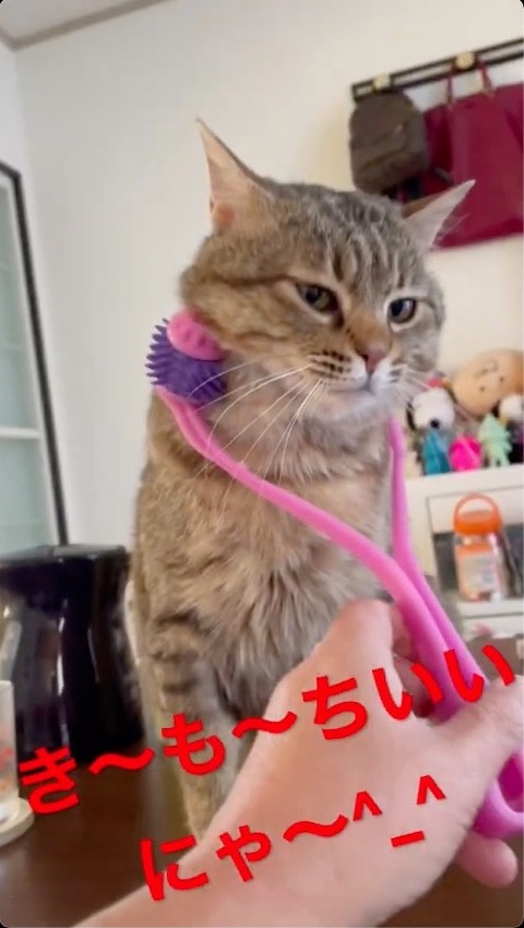 美顔ローラーをされる猫