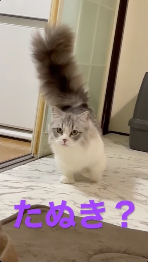 しっぽがそそり立っている猫