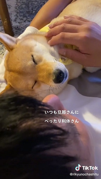 柴犬