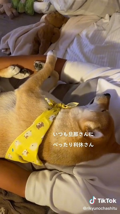 お父さんと柴犬