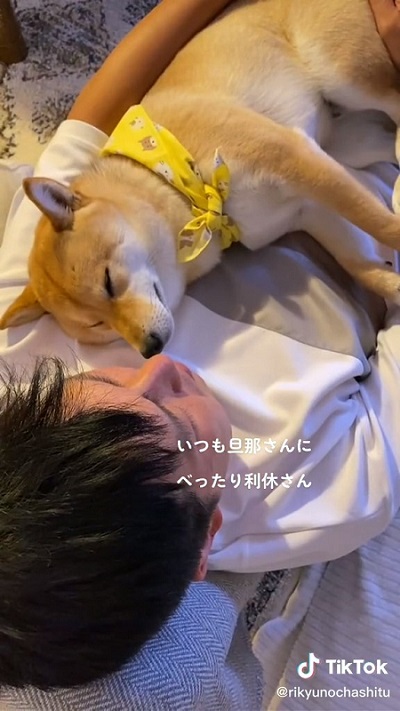 パパ大好きな柴犬