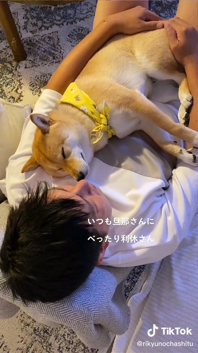 眠っている柴犬