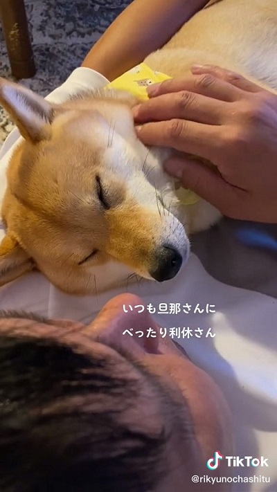 パパラブな柴犬