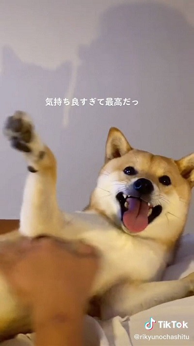 笑顔の柴犬