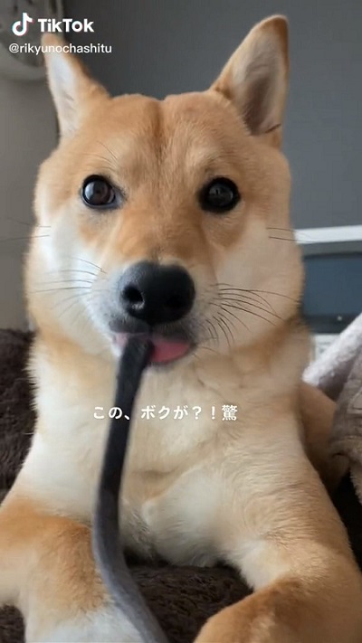 かわいい柴犬