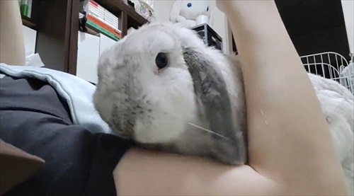 腕まくらしてって甘えてくるうさぎさん