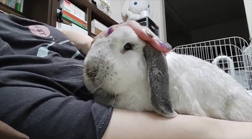 ナデナデにうっとりするうさぎ